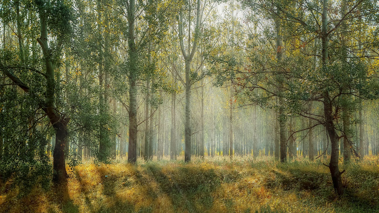 forest-trees-sun-rays-1072828 Affordable Wood for Heat